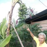 Pisang Aneh Gemparkan Warga Muara Bulian Batanghari