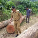 Di Dharmasraya,  Ilegal Loging Tak Terbendung Lagi