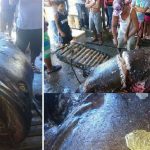 Penemuan Lencana Polisi Dalam Perut Ikan Kerapu di Filipina
