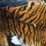 Dua Orang Sindikat Kulit Harimau Sumatera Ditangkap