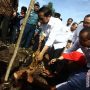 Memprihatinkan,  Kondisi Pohon Sagu yang Ditanam Presiden Jokowi