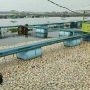 Kerugian Ditaksir Mencapai Rp60 Miliar, Ratusan Ton Ikan Mati di Cianjur Mati Mendadak