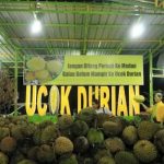 “Pesta Durian” Sambut Resepsi Ayang – Bobby di Medan