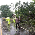 Sejumlah Pohon Tumbang, Satlantas Polres Lhokseumawe Lakukan Pembersihan