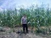 Komitmen Kapolsek Kampar kiri Terus di Perlihatkan di Lahan Jagung Ketahanan Pangan