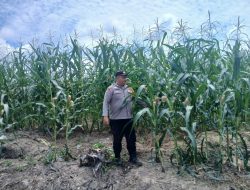 Komitmen Kapolsek Kampar kiri Terus di Perlihatkan di Lahan Jagung Ketahanan Pangan
