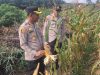 Kapolsek Kampar Kiri Kompol Rusyandi Zuhri Siregar Monitor Tanaman Jagung 1,8 ha di Desa Sungai Geringging “Siap Panen Juni 2026”
