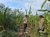 Ketahanan Pangan Nasional dan AstaCita, Kapolsek Sinaboi Cek Jagung Binaan di Sungai Bakau