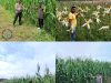 Kapolsek R.Z Siregar Pantau Ketahanan Pangan Jagung di Desa Gunung Mulya