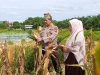 Dukung Swasembada Pangan, Kapolsek Kampar AKP Asdisyah Mursid Turun Langsung Panen Jagung di Sendayan